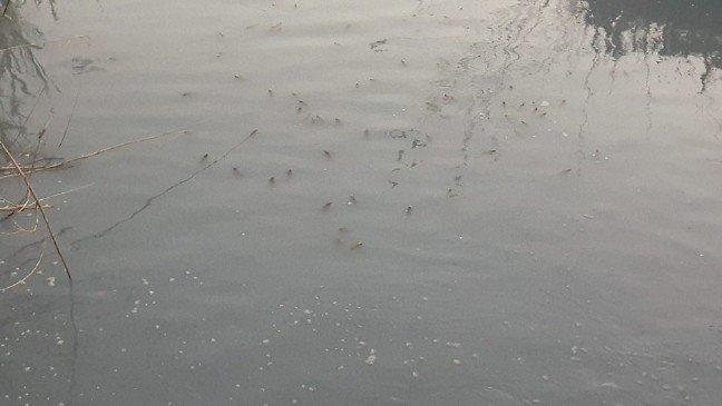 dere 19-05/01/dere.jpg