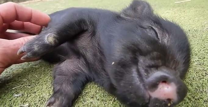 Vietnam'da 1,7 milyon domuz itlaf edildi