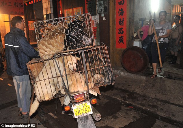 Çinde Festival Adı Altında Köpek Katliamı