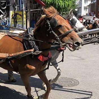 Adalar’da 30 derecede faytona koşturulan atlar yürekleri sızlatıyor