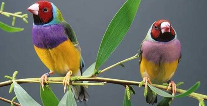 ABD'ye bavulda canlı ispinoz kuşları sokmaya çalıştı