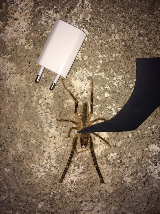 0x0-13-santimetre-uzunlugundaki-zehirli-orumcek-tedirgin-etti-1564166267004 19-07/26/0x0-13-santimetre-uzunlugundaki-zehirli-orumcek-tedirgin-etti-1564166267004.jpg