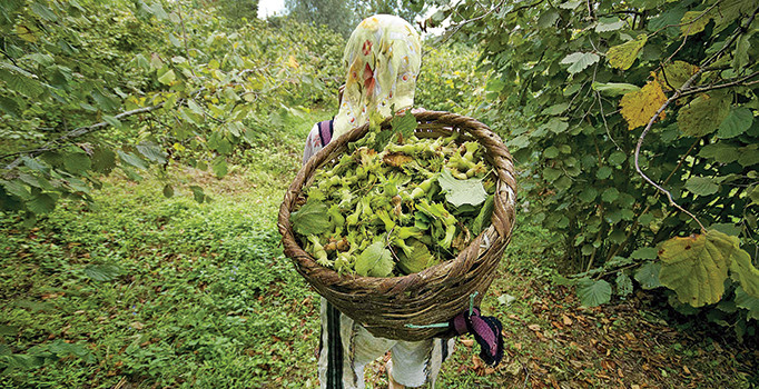 Fındıktaki kirli oyun açığa çıkarılmalı
