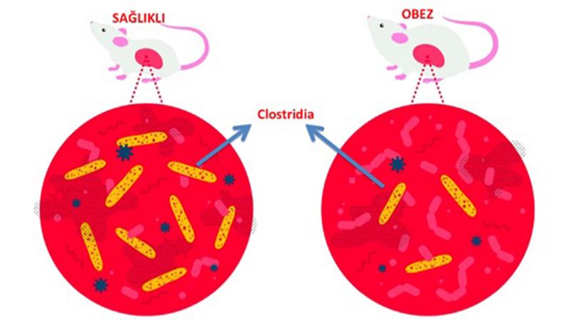 Bağışıklık sistemi kiloyu kontrol ediyor