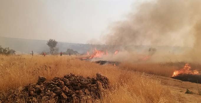 Midyat ve Nusaybin'de 200 hektarlık tarım ve orman alanı küle döndü