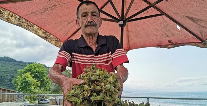 Karadeniz'de fındık tezgaha 15 liradan indi