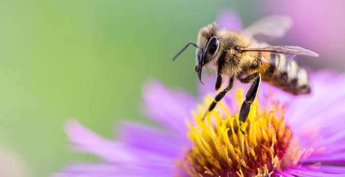 ‘Türk arısı’ İngiltere’yi alarma geçirdi