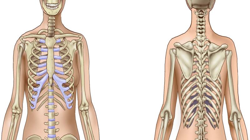 Tedavisi olmayan kemik hastalığında yeni umut