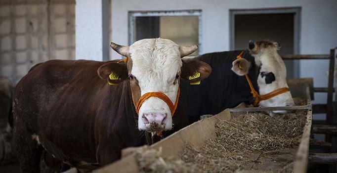 Kulak küpesi olmayan hayvanları almayın