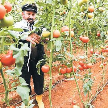Enflasyonun ilacını ucuz mahsul verecek