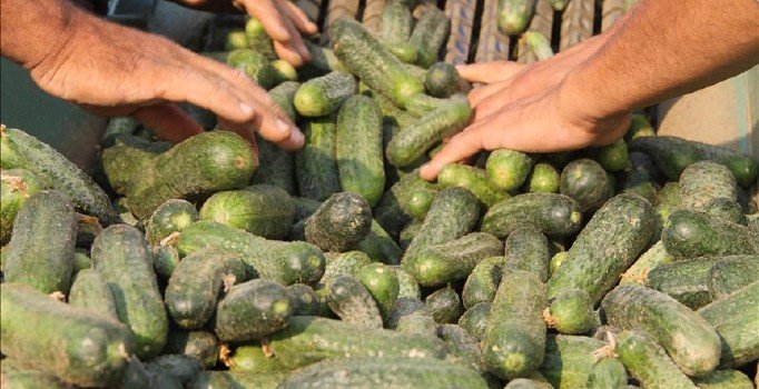 Mersin'de salatalık hasadı 'buruk' başladı: Fiyatı bir anda 20 kuruşa düştü