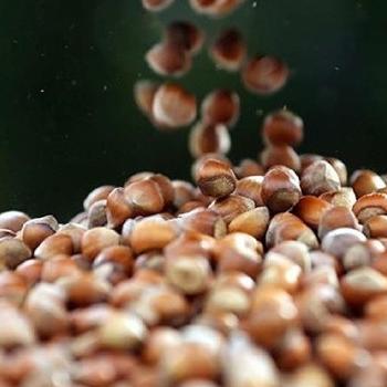 Fındık alımı sürecinin başlamasına rağmen üreticinin kafası karışık