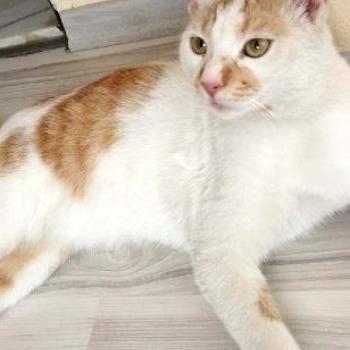 Kediye işkence edip kanıyla çeşmeye yazı yazdılar