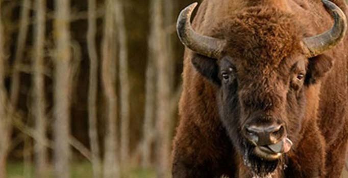 Bu buluşmanın ikincisi olmaz: Bizon saldırısına uğradığı parka davet etti, sevgilisi de boynuzlandı