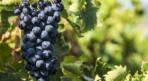 Şaraplık Üzüm İhracatından Şarap Üretimine