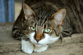 17077954591185233060