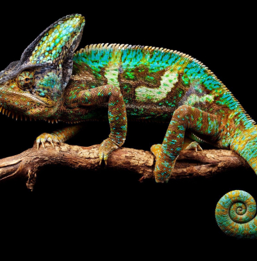 17109690791792538856