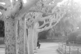 17141330062012934980