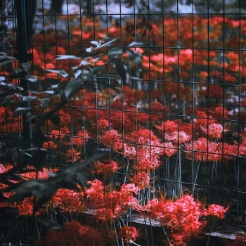 17188267921781473853