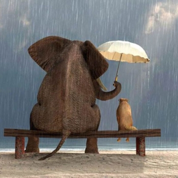 17206290861103240659