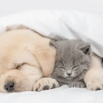 beraber-uyuyan-yavru-kedi-ve-kopek