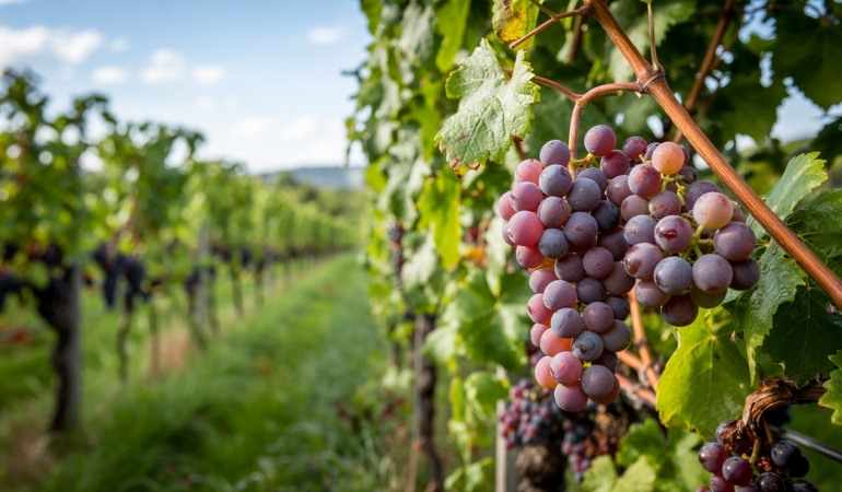 Şarabını Kendi Yapanlara Özel Tavsiyeler