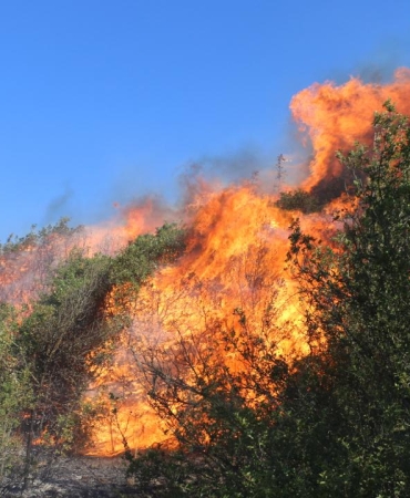 manisa-orman-yanginidha-2252451